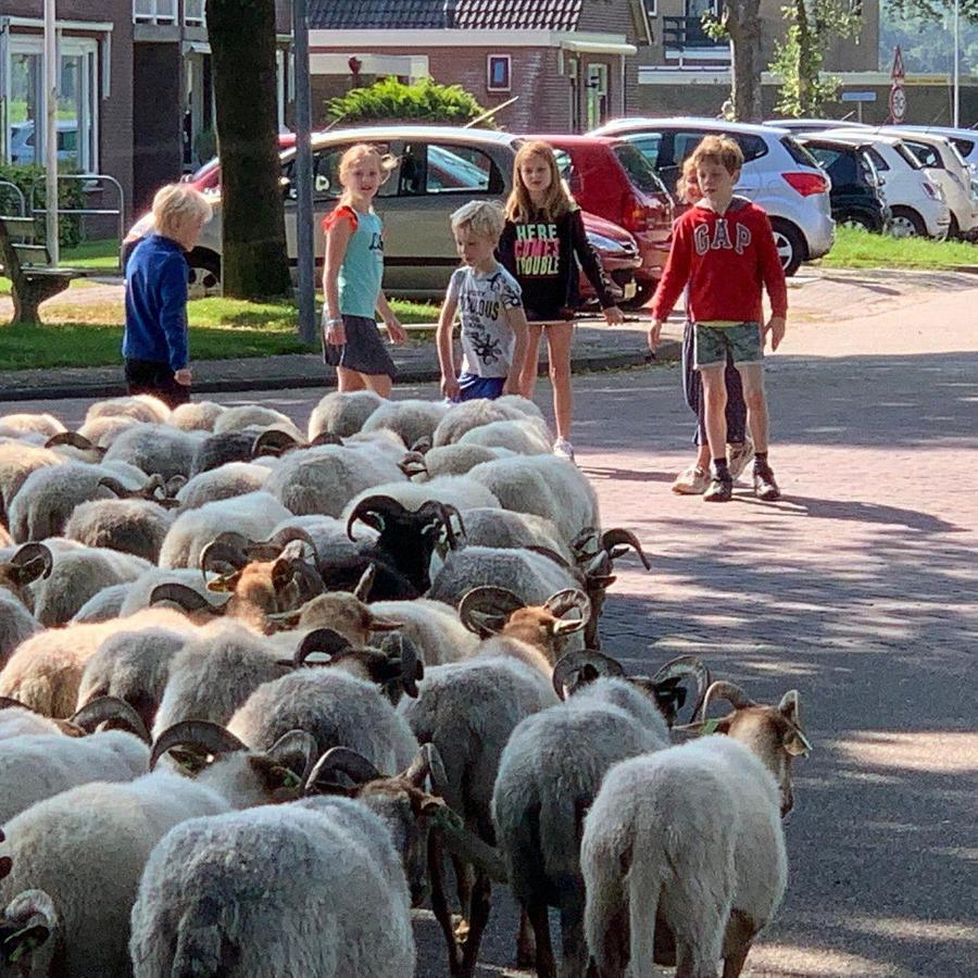 Bed & Breakfast Het Uilennest Exloo